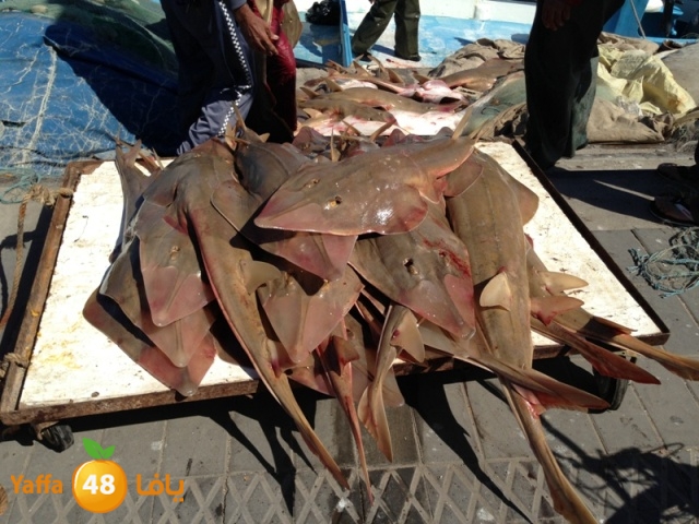 minashark328 (1).JPG